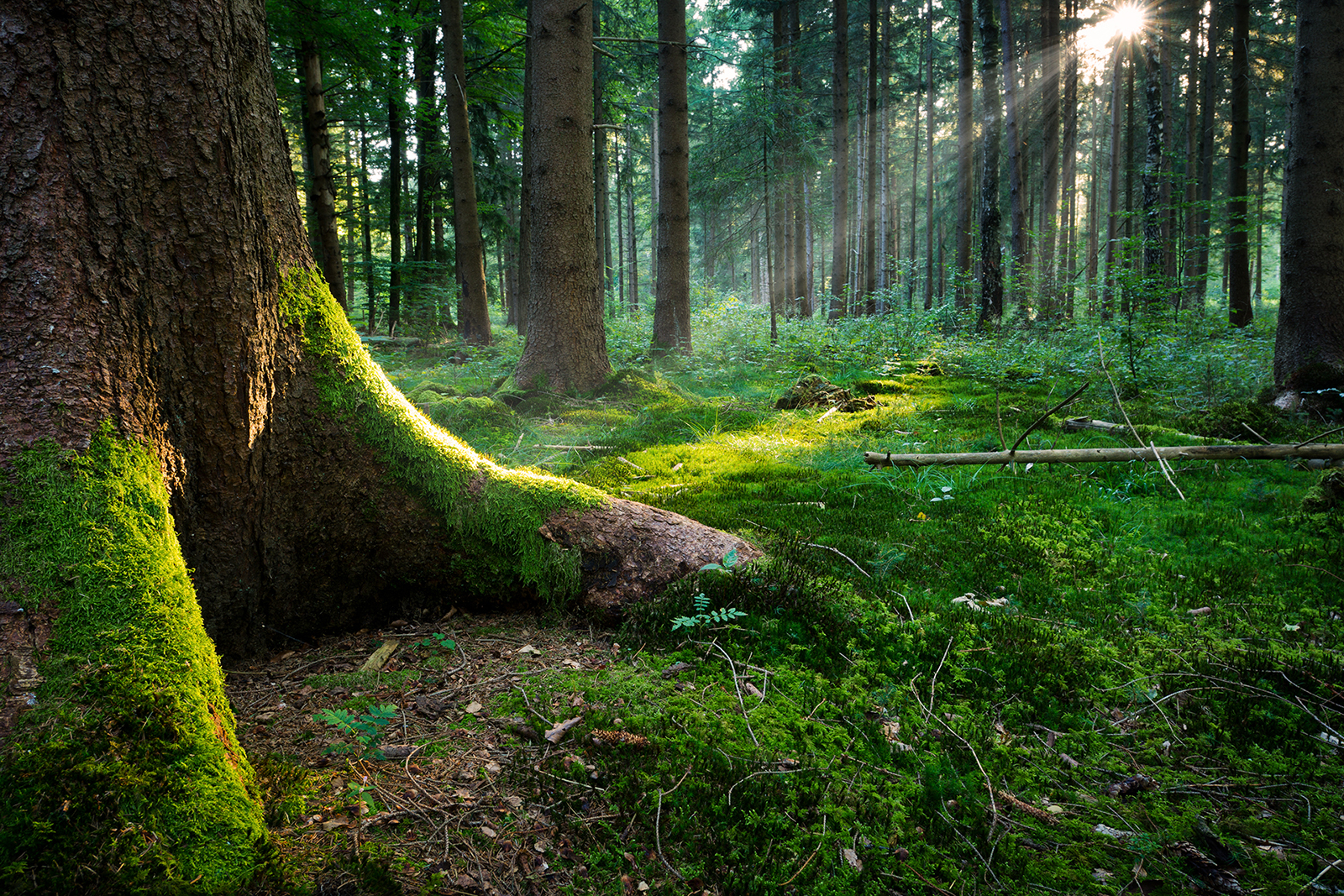 Post successivo: ERA/NET SUMFOREST: Foreste Sostenibili per la Società del Futuro