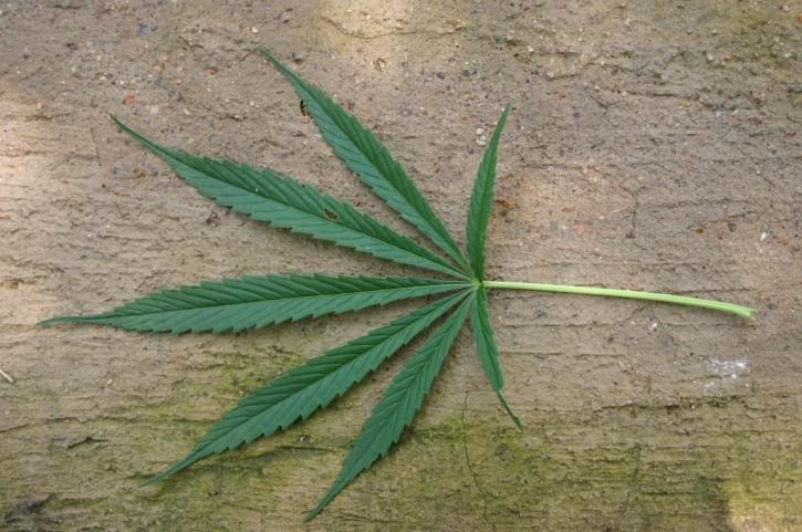 Cannabis light, stop del Consiglio Superiore della Sanità