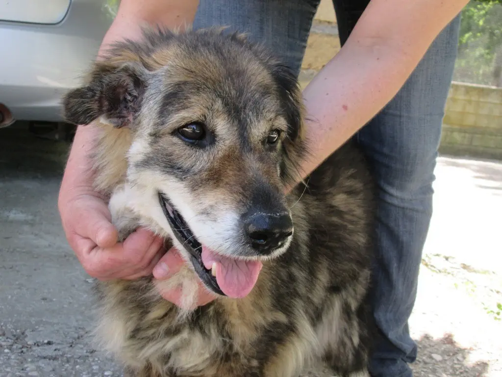 Immagine in evidenza del post: Anagrafe canina nazionale: cos'è e perchè è stata istituita