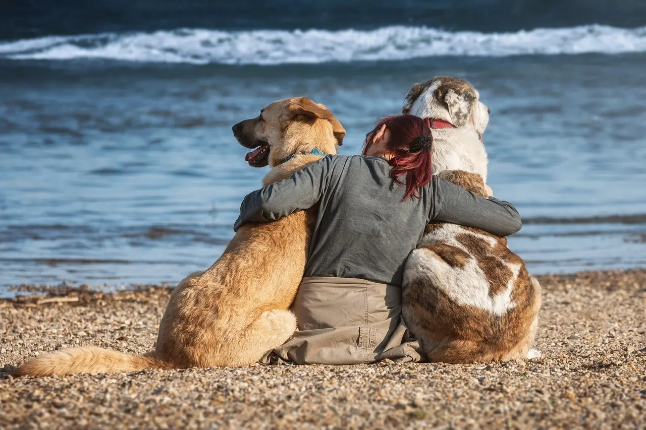 Immagine in evidenza del post: Cani in spiaggia: regole e comportamento da tenere