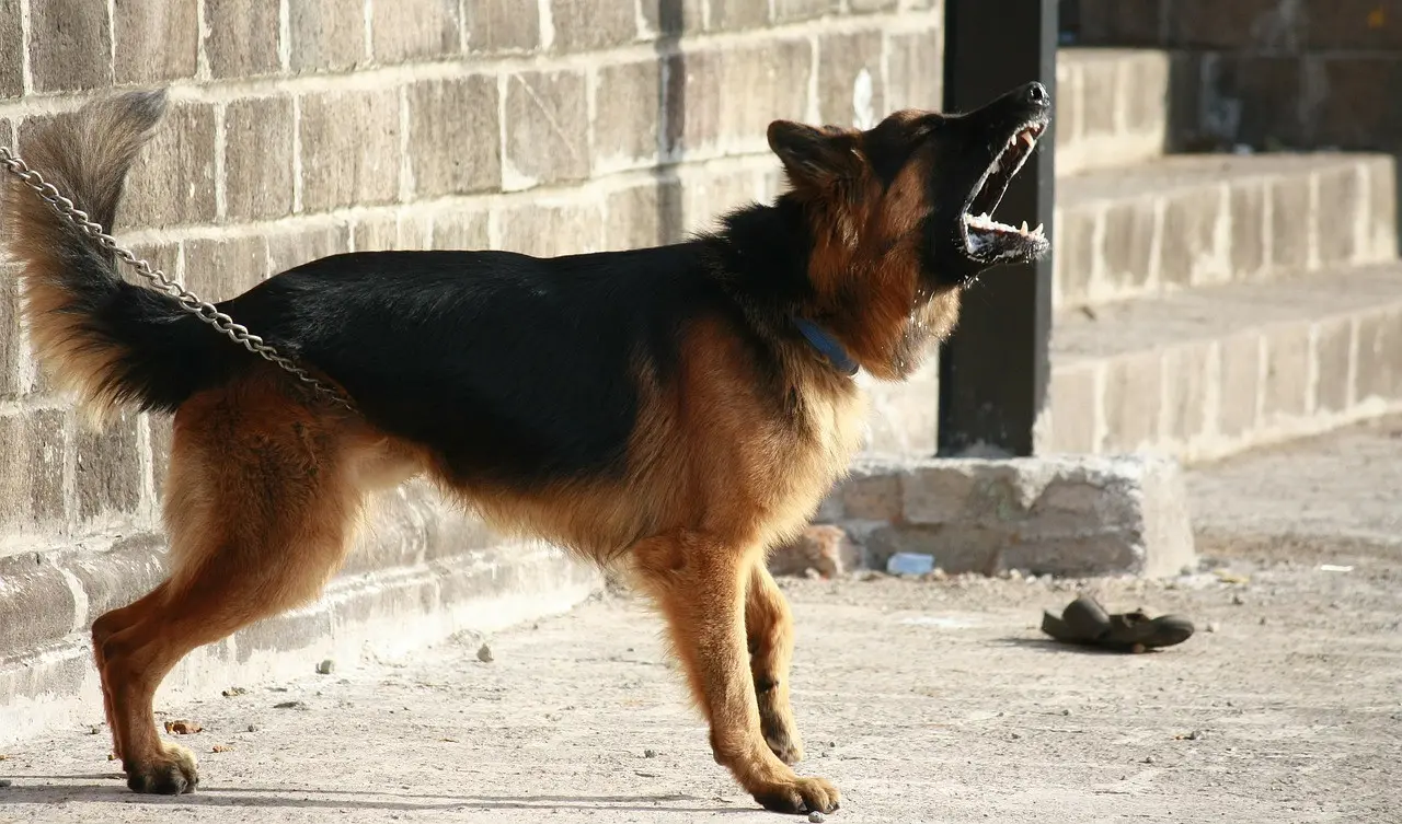 Immagine in evidenza del post: Intrusione in casa: il cane che ruolo può avere a riguardo?