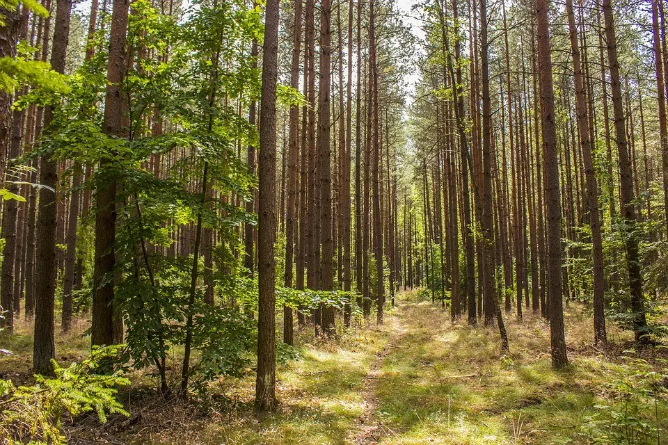 Immagine in evidenza del post: Cambiamenti climatici: proteggere le foreste e cambiare il sistema agro-alimentare