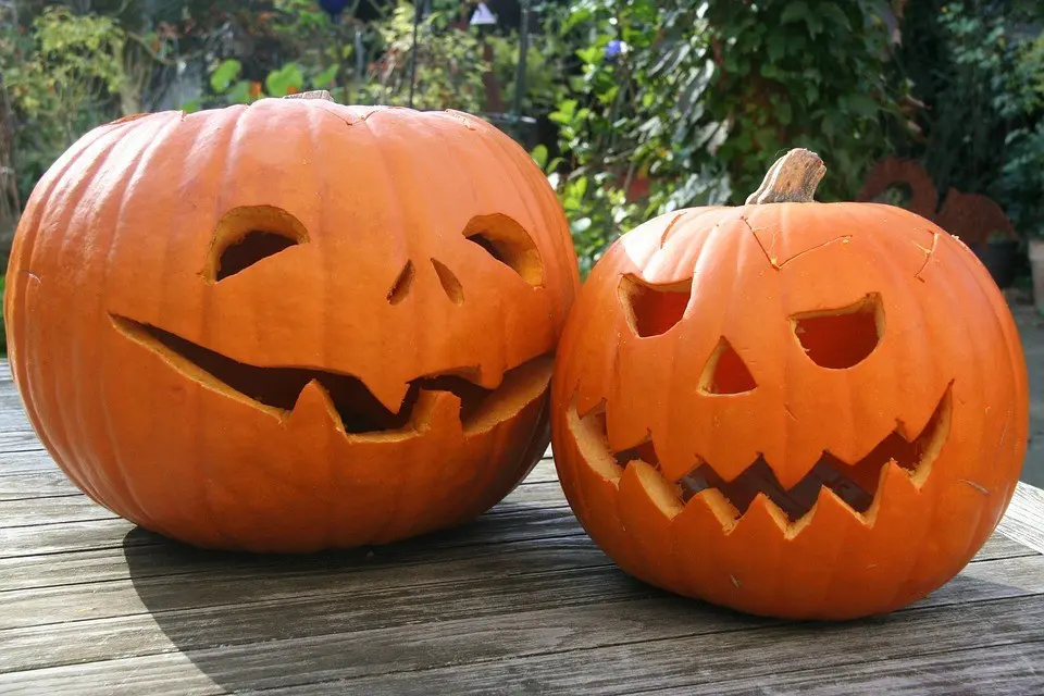 Immagine in evidenza del post: Zucche per Halloween: il caldo danneggia la produzione