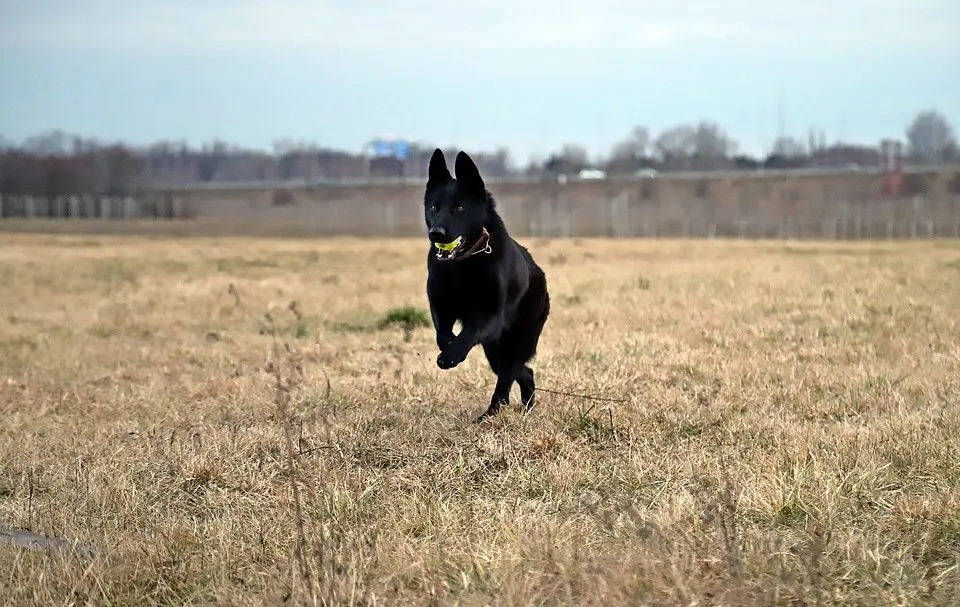 Immagine in evidenza del post: Una Ricerca Scientifica svela il calcolo dell'età del cane in anni umani