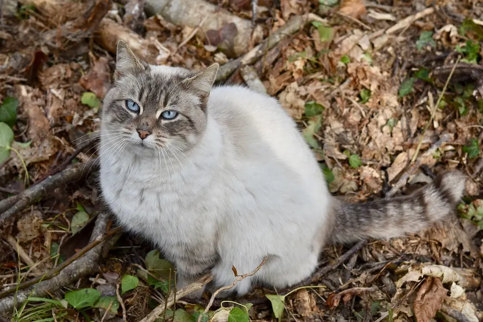 Immagine in evidenza del post: Obbligo di Microchip per i gatti 2020: qual è la situazione?