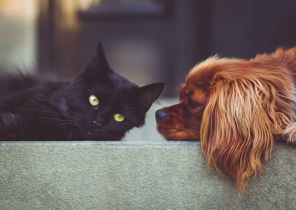 Immagine in evidenza del post: Ospedali aperti a cani e gatti: la petizione lanciata sul web