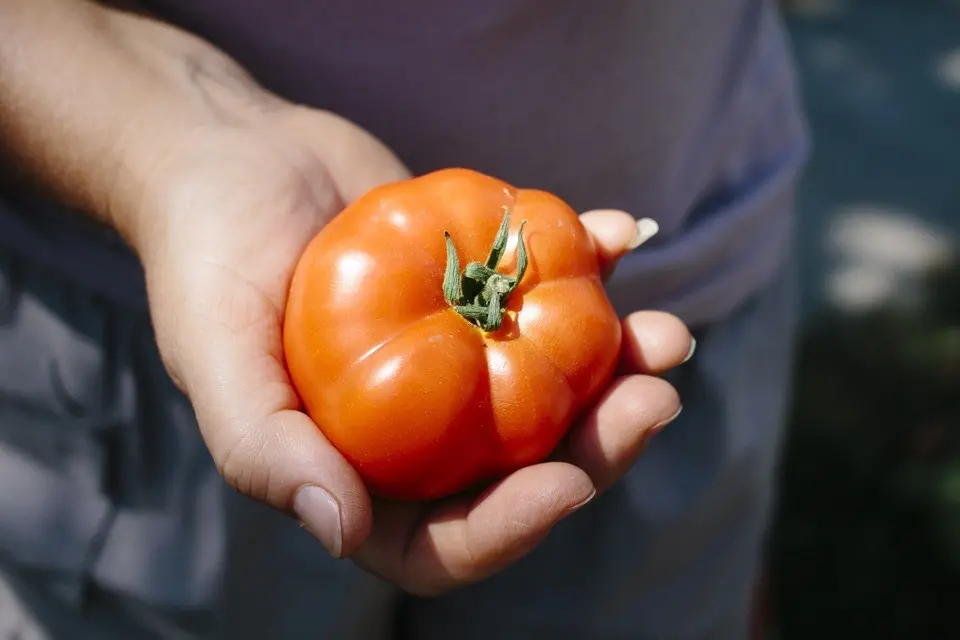 Immagine in evidenza del post: Progetto Osservatorio Agromafie: lotta senza quartiere al caporalato