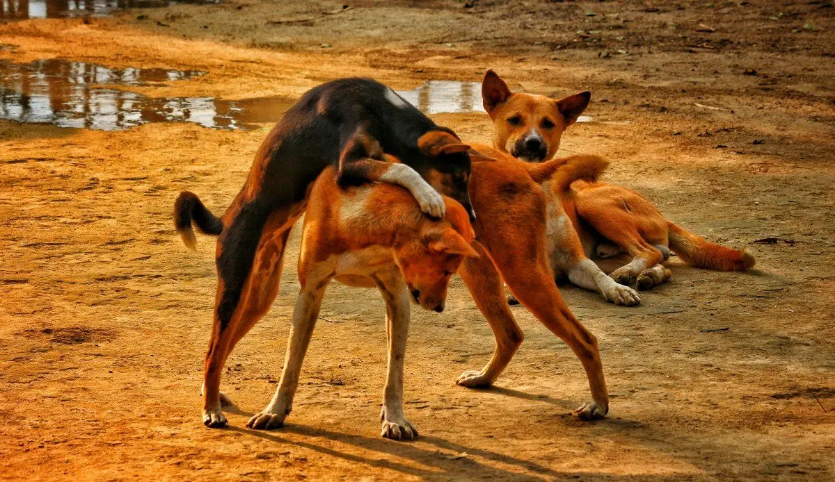 Immagine in evidenza del post: Regione Campania: il numero verde di pronto intervento h24 per gli animali