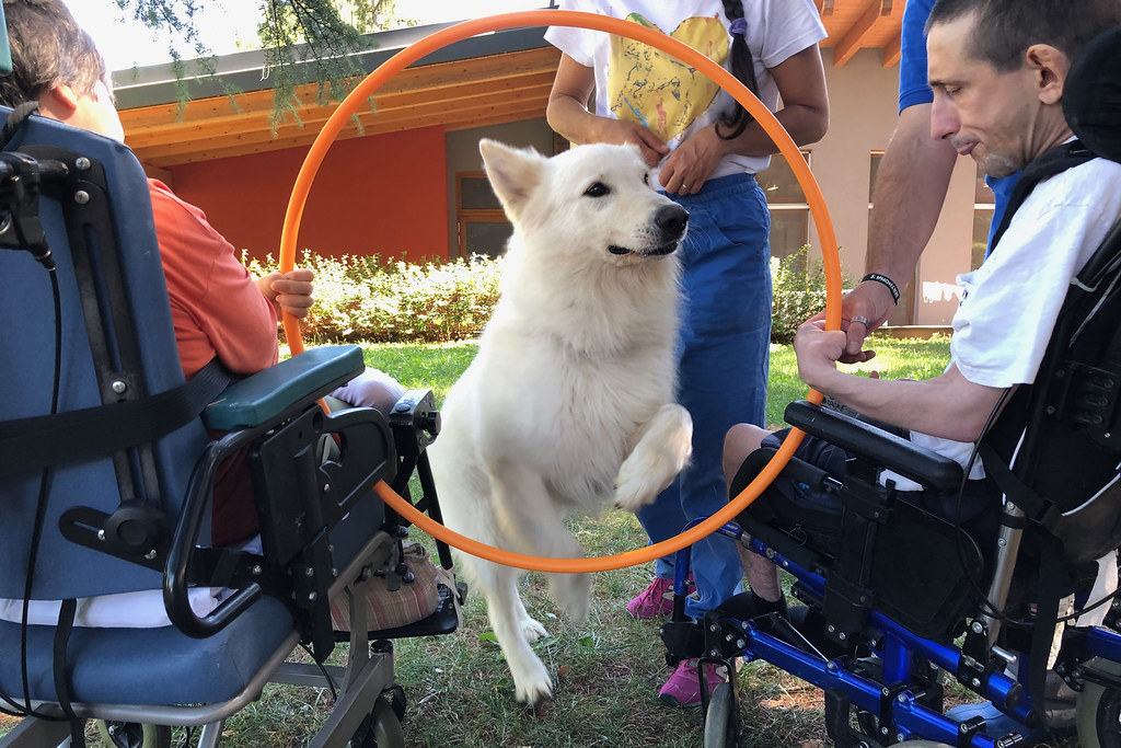 Immagine in evidenza del post: Cani per assistenza disabili: cosa fanno e come ottenerne uno