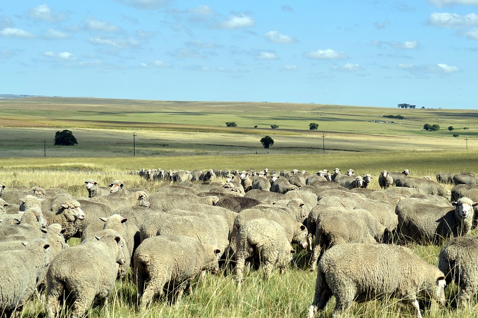 Immagine di anteprima per Per fare un gregge bisogna allevare le pecore