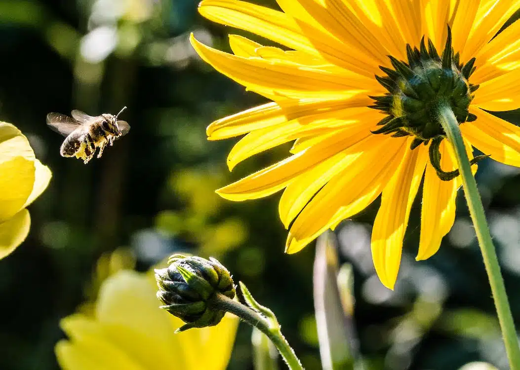 Immagine in evidenza del post: Ue: stop a importazione di pesticidi killer delle api