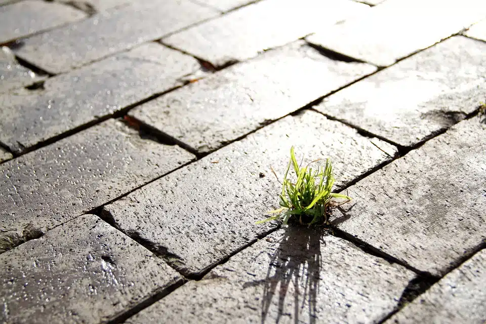 Immagine in evidenza del post: Appalti e Criteri Ambientali Minimi (CAM): clausole escludenti