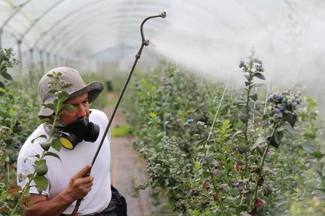 Immagine in evidenza del post: “Stop pesticidi nel piatto”, il dossier di Legambiente