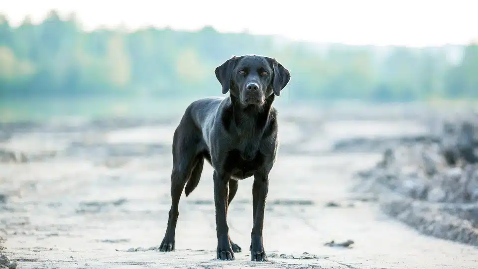 Immagine in evidenza del post: Come rintracciare il proprietario di un cane smarrito?