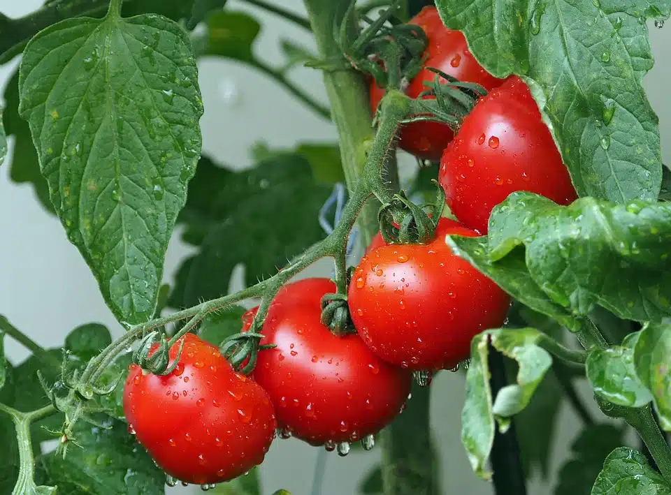 Immagine in evidenza del post: Contratto di lavoro occasionale agricolo: aggiornato il modello UNILAV