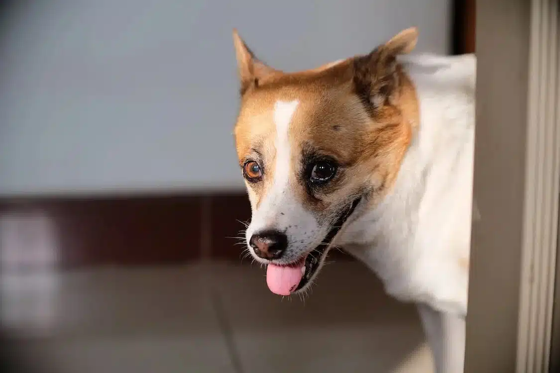 Immagine in evidenza del post: Basilicata: animali potranno visitare i padroni in ospedale