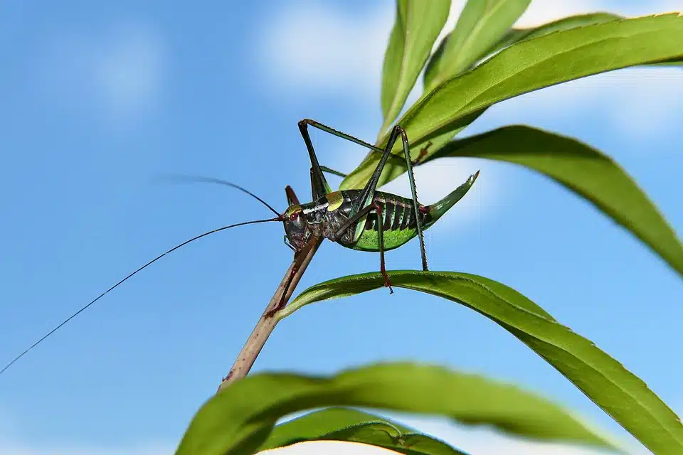 Immagine in evidenza del post: In arrivo etichette per segnalare la presenza di farina di insetti