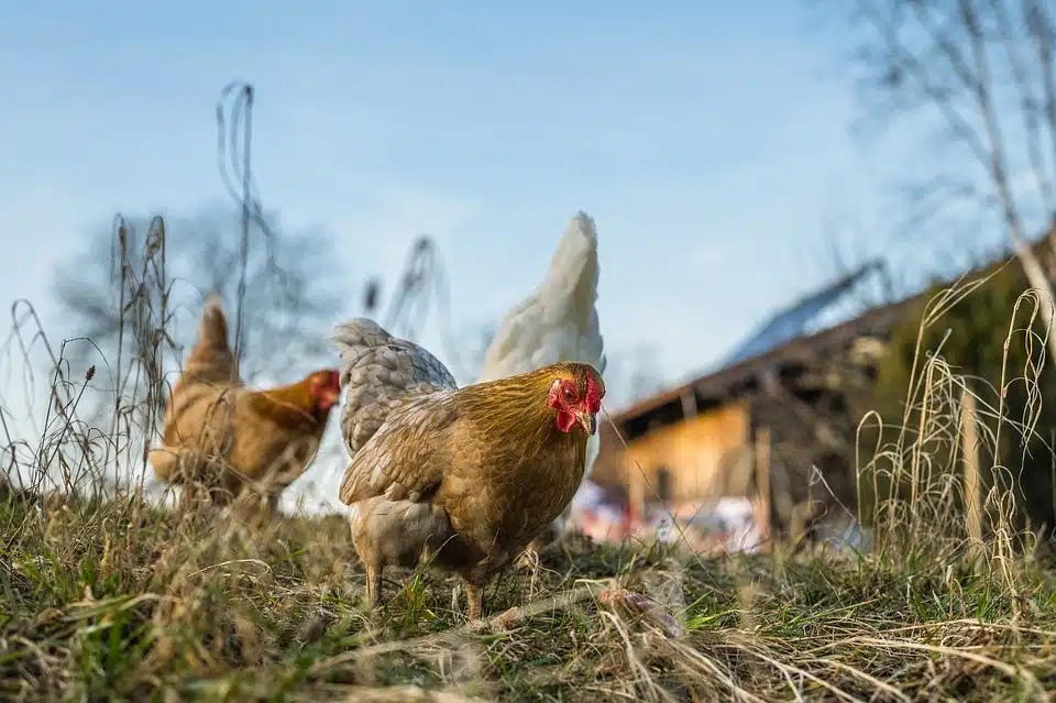 Immagine in evidenza del post: Influenza aviaria, il monito dell'OMS: tenere alta l'attenzione