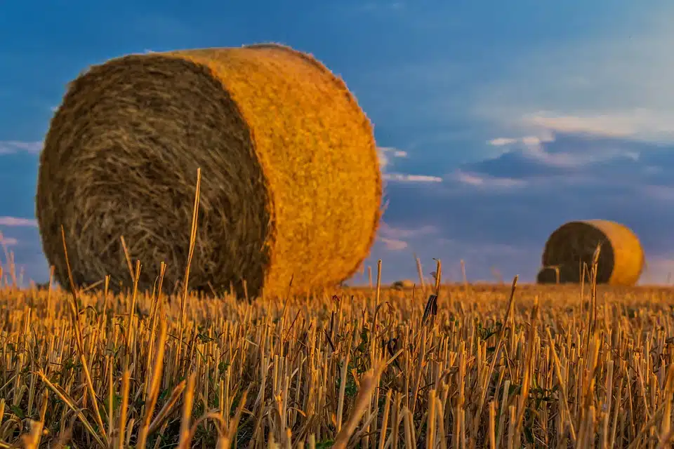 Immagine in evidenza del post: Approvato il Piano di Gestione dei Rischi in Agricoltura 2023