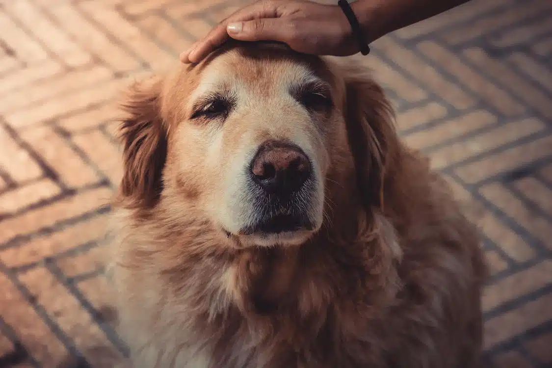 Immagine in evidenza del post: Aiutare le adozioni degli animali nelle RSA: l'iniziativa del Comune di Roma