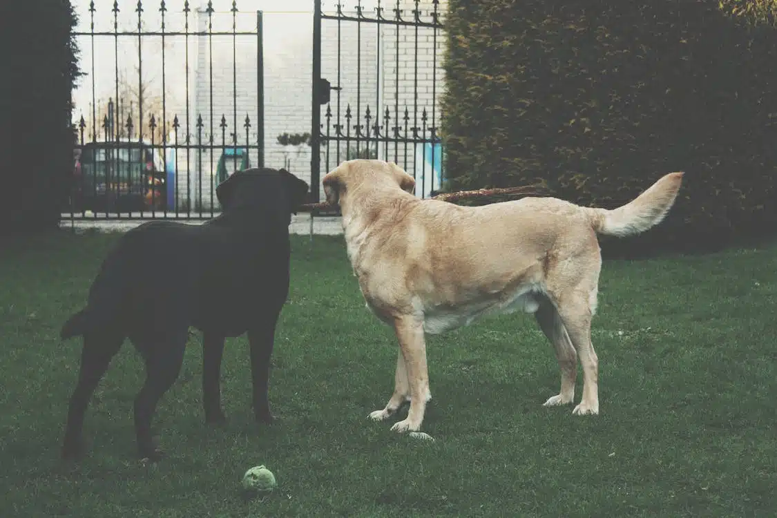 Immagine in evidenza del post: Pet Therapy in carcere: riabilitare i detenuti con l'aiuto degli animali