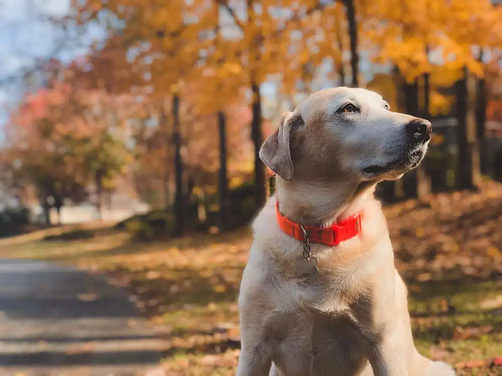 Immagine in evidenza del post: Processionaria: quali rischi per i cani e come proteggerli