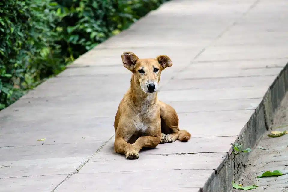 Immagine in evidenza del post: Tutela animali e prevenzione randagismo: le nuove regole in Sicilia