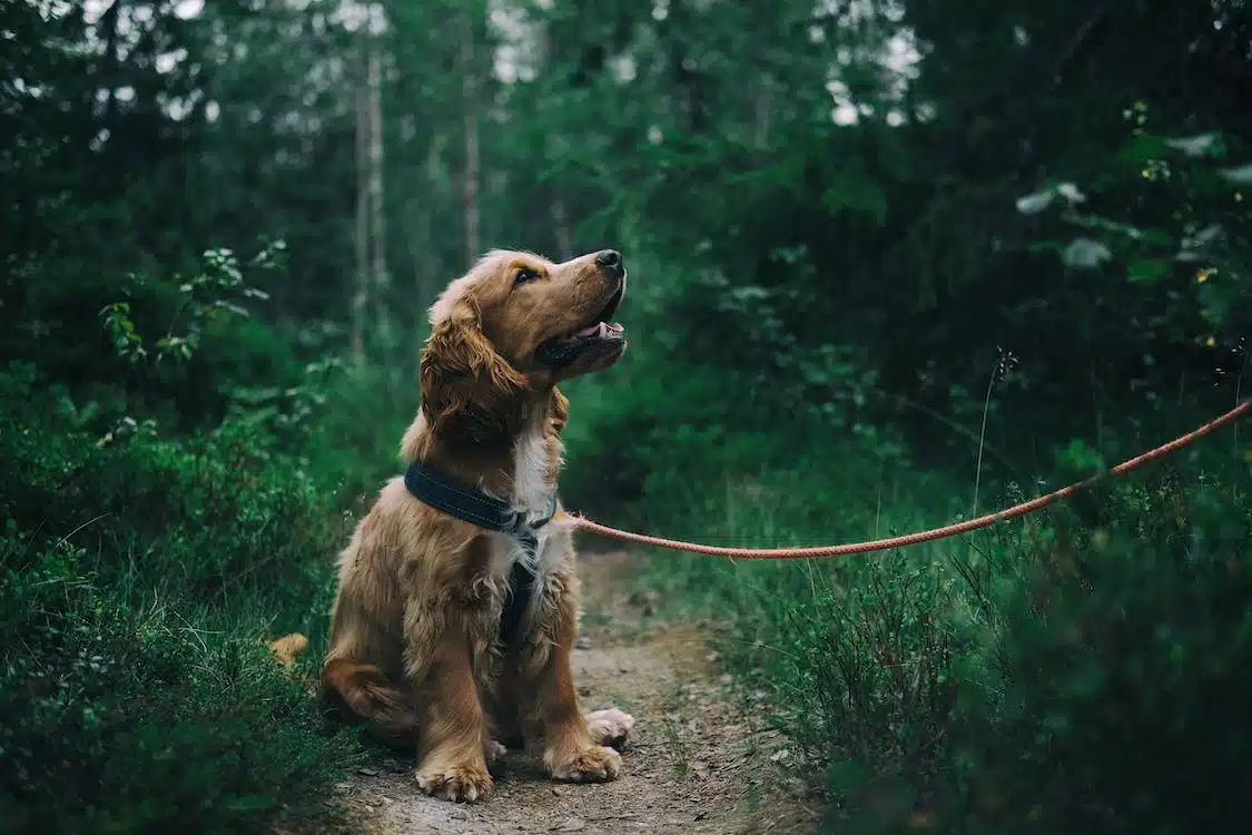 Immagine in evidenza del post: Collare elettrico a cani per ricerca tartufo: è illegale