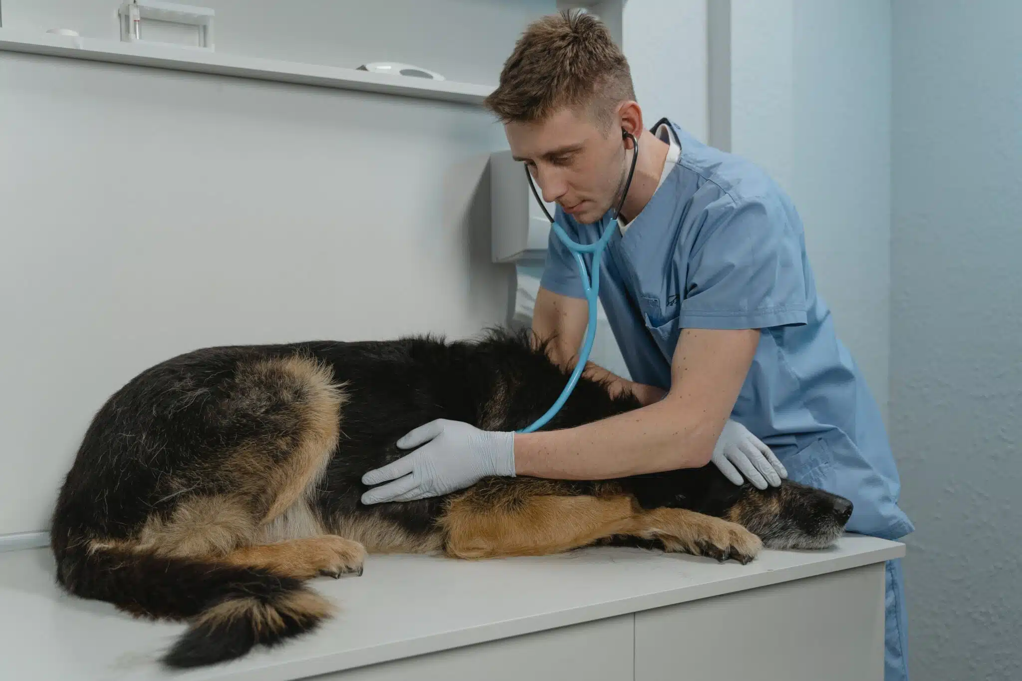 Immagine in evidenza del post: Cosa fare se non si può pagare il veterinario?