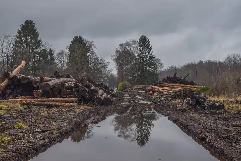 Immagine in evidenza del post: UE: nuova legge per combattere la deforestazione globale