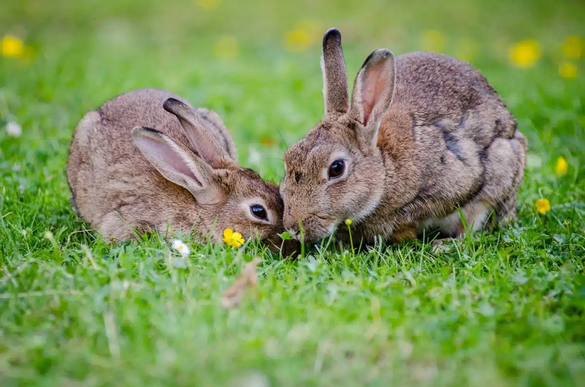 Immagine in evidenza del post: OCSE, le multinazionali devono rispettare il benessere degli animali