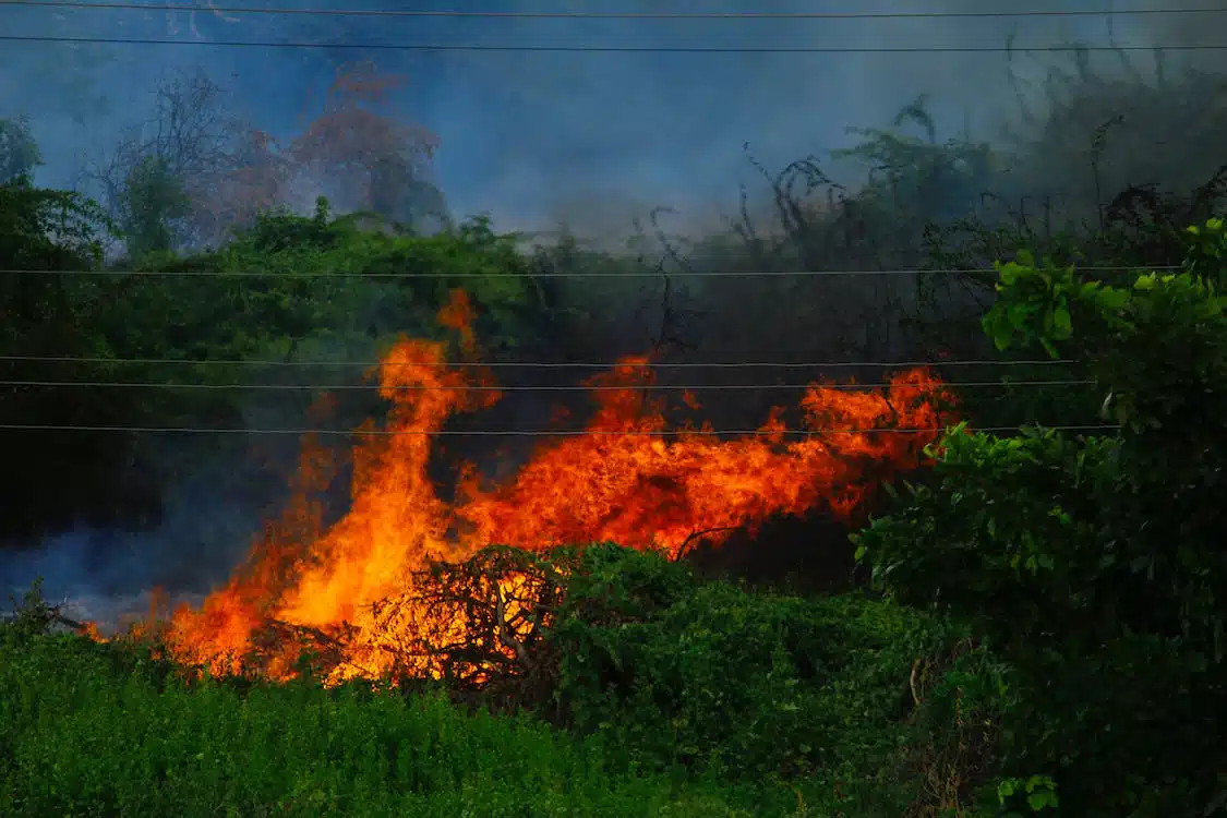 Immagine in evidenza del post: Ecco cosa fare di fronte a un incendio boschivo