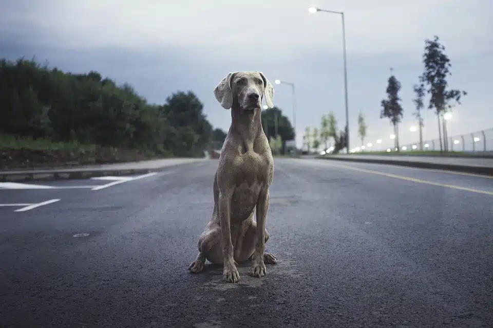 Immagine in evidenza del post: Cosa fare se si trova un cane durante un viaggio?