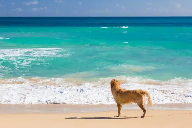 Immagine in evidenza del post: Accesso agli animali in spiaggia dal 1° agosto 2023: il tar si pronuncia