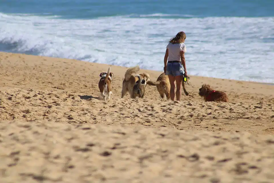 Immagine in evidenza del post: Spiaggia sempre aperta anche ai cani, lo sostiene il TAR