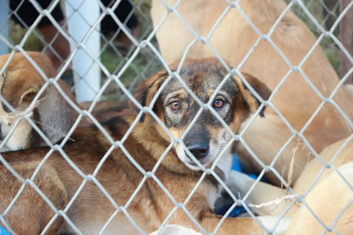 Immagine in evidenza del post: Non tenete cani e gatti troppo tempo in gabbia: i risultati di una ricerca