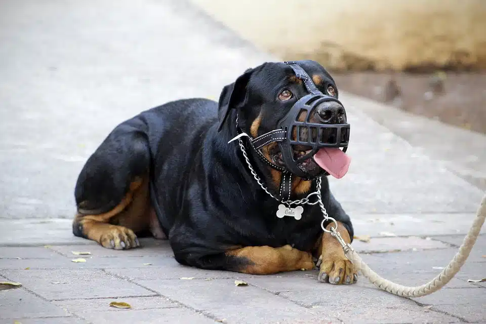 Immagine in evidenza del post: Museruola obbligatoria per i cani, ecco cosa serve sapere