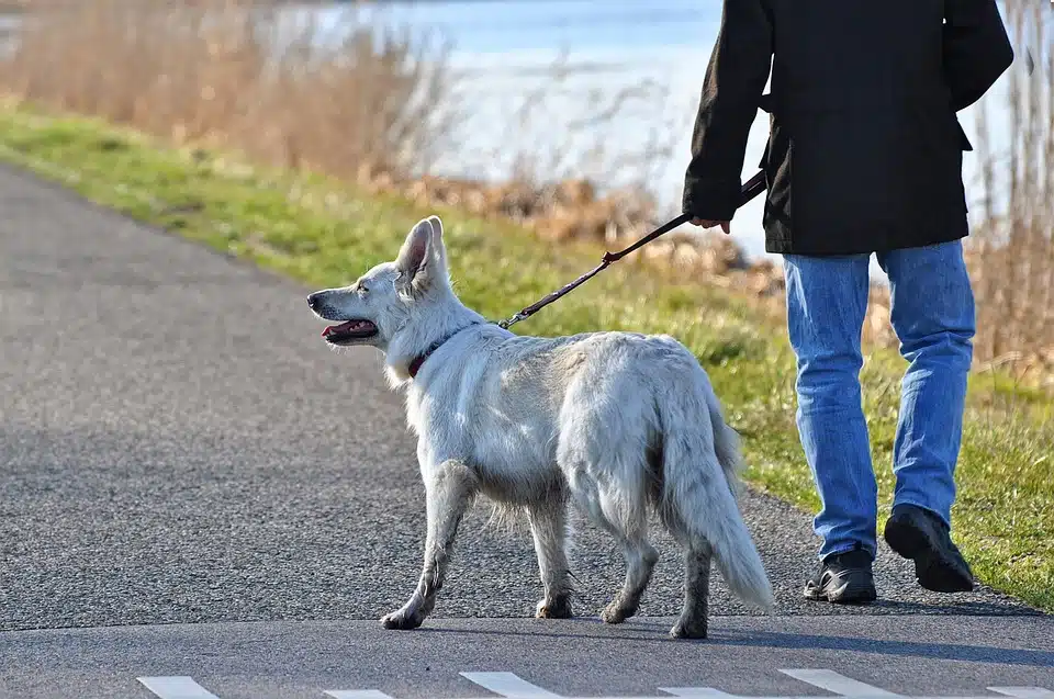 Immagine in evidenza del post: Maltrattamento degli animali con collare a strozzo