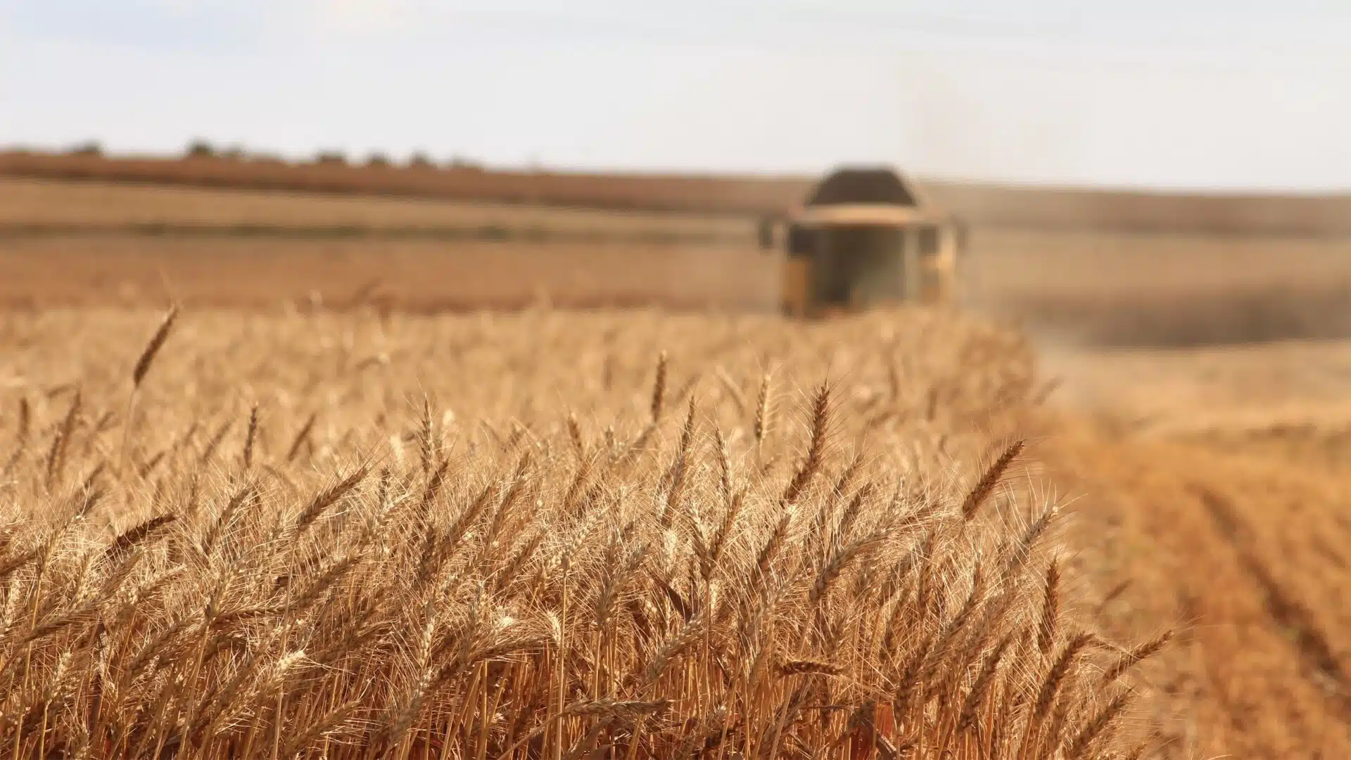 Immagine in evidenza del post: Tutto quello che c’è da sapere sul Servizio civile agricolo