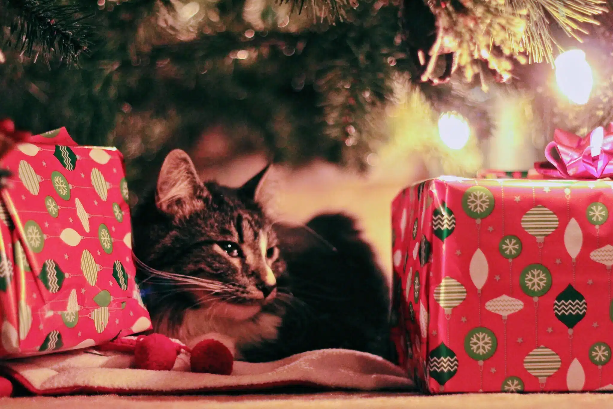 Immagine in evidenza del post: Passare il Natale 2023 con cani e gatti: ecco come