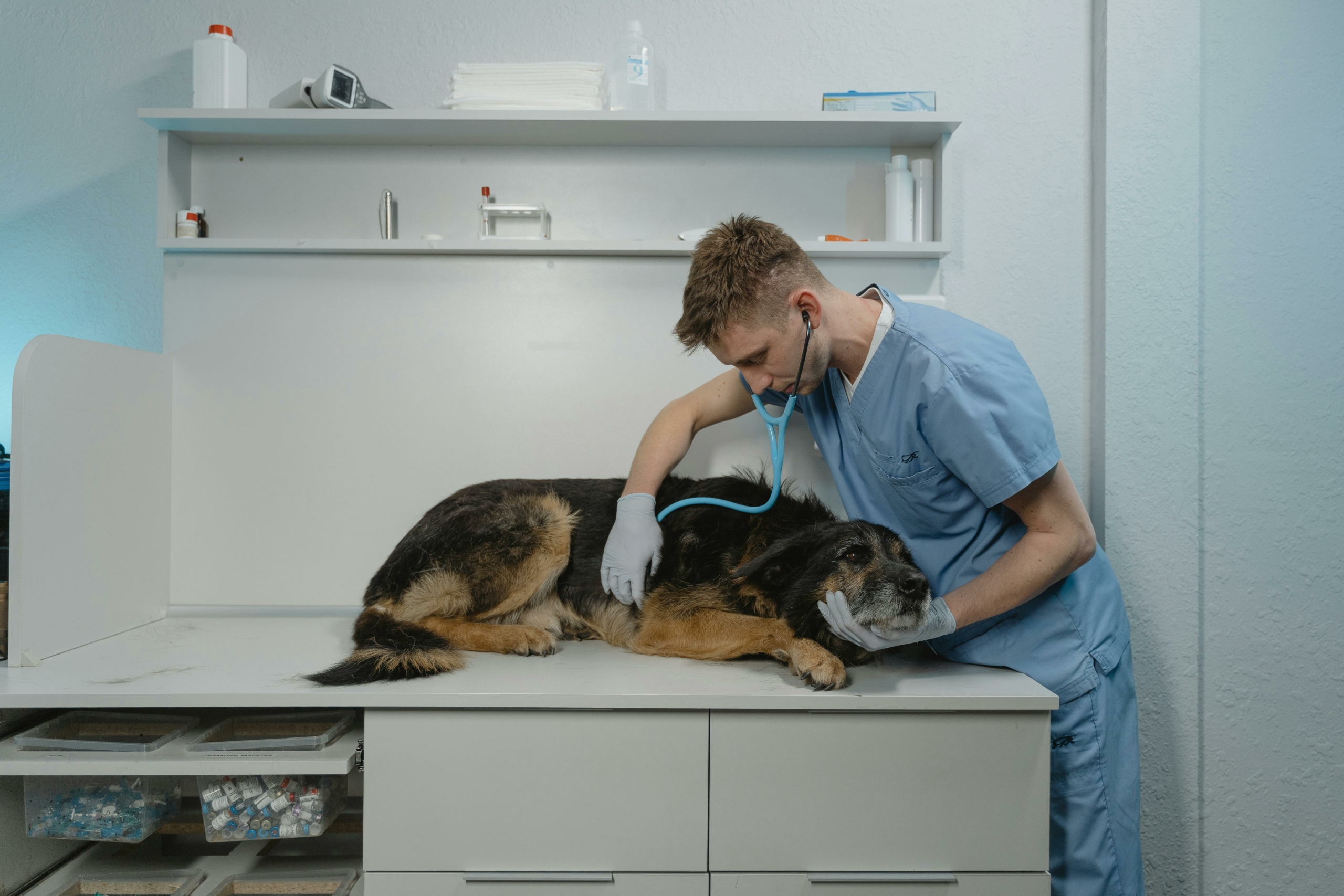 Le possibilità offerte dal corso assistente veterinario