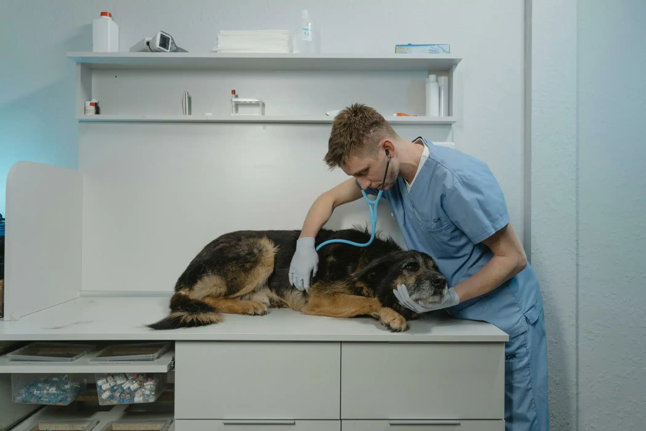 Immagine in evidenza del post: Le possibilità offerte dal corso assistente veterinario