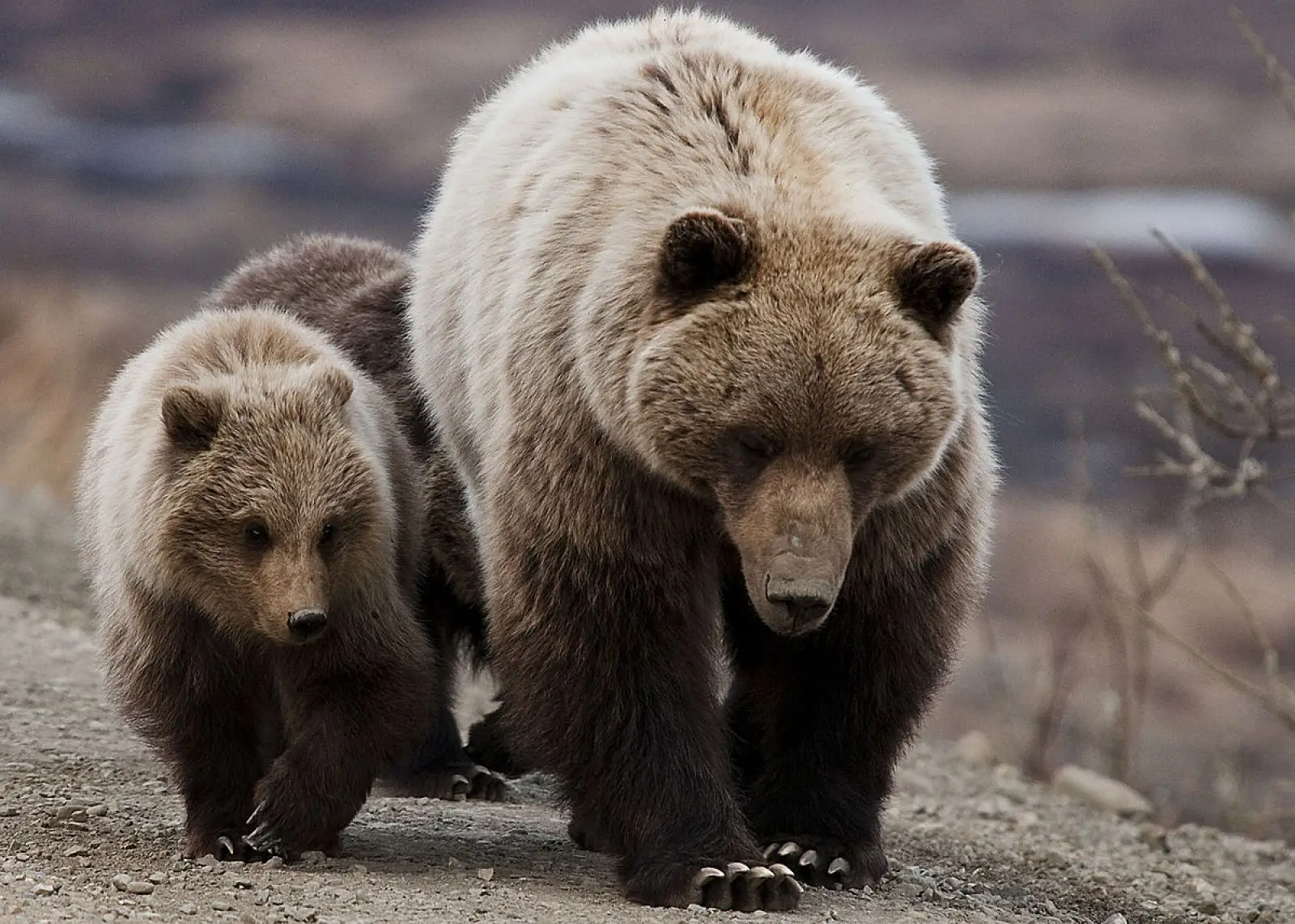 Abbattimento orsi pericolosi: il via libera al decreto in Trentino