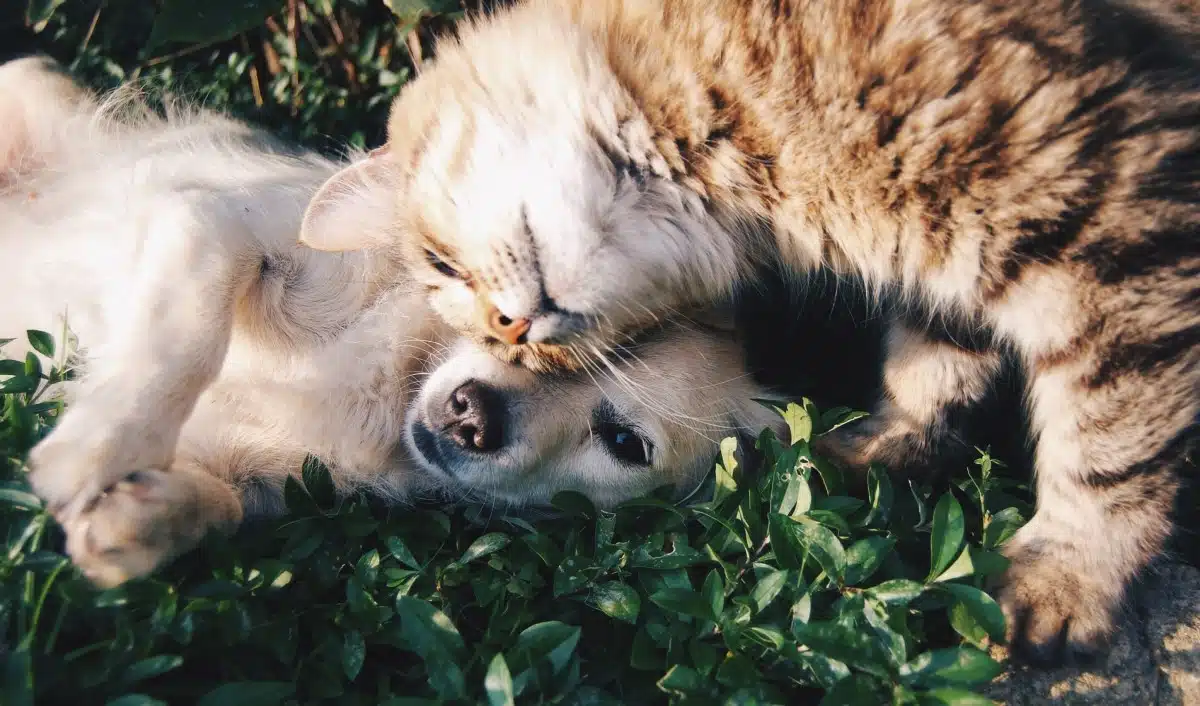 Immagine in evidenza del post: Regolamento europeo benessere cani e gatti: il parere dei veterinari italiani