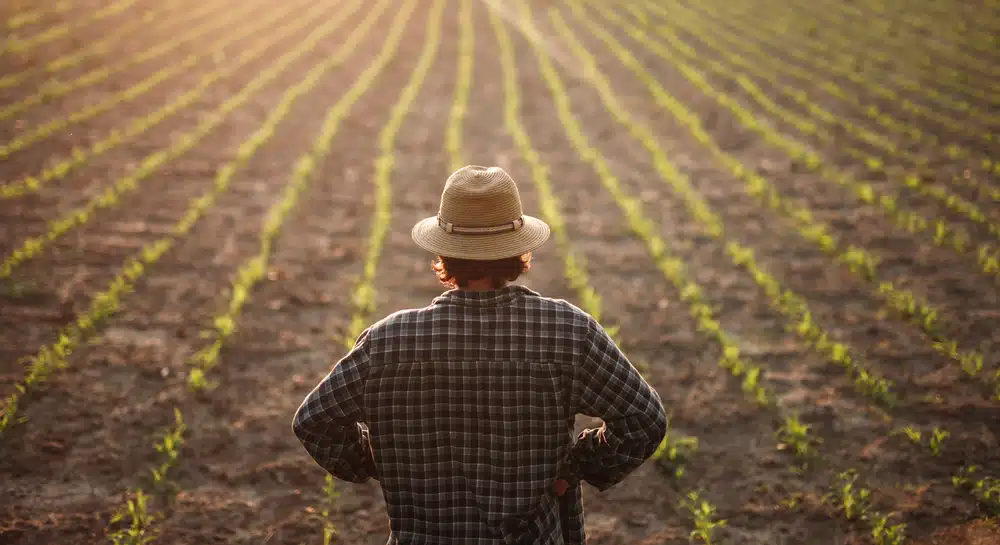 Immagine in evidenza del post: Ok al decreto sul Piano strategico della politica agricola comune (PAC) 2023-2027