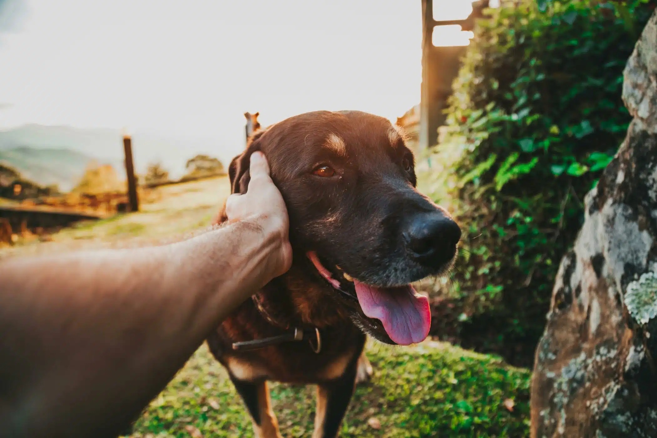 Immagine in evidenza del post: Eredità lasciata a cani e gatti: il dibattito legale in Italia