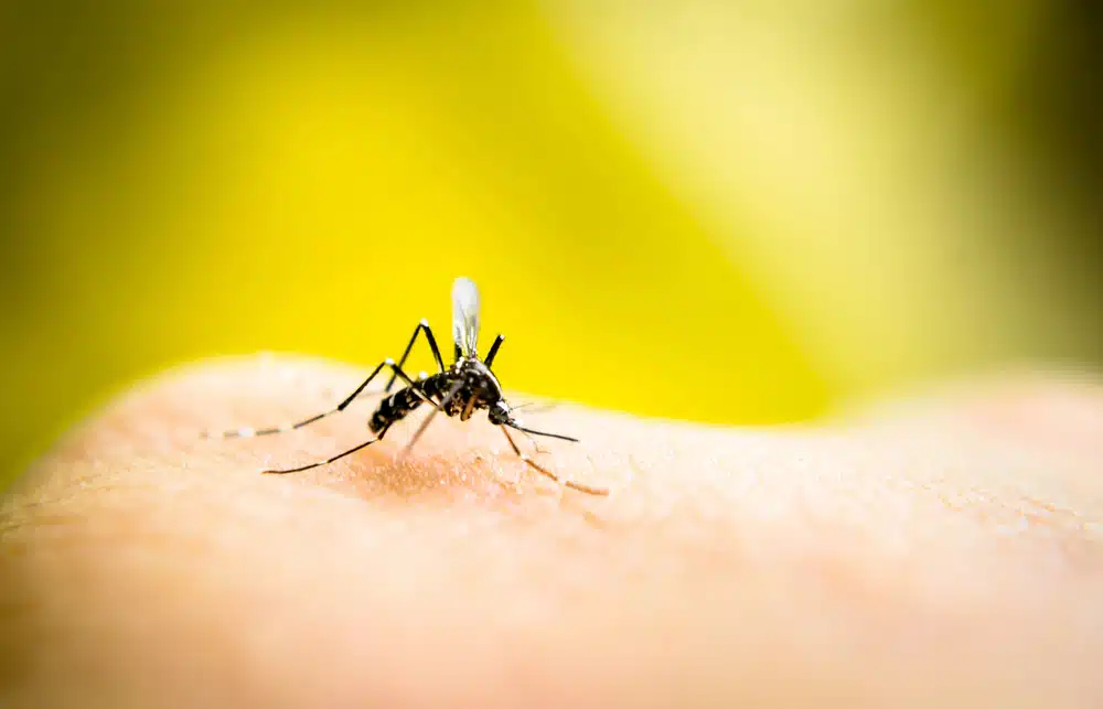 Immagine in evidenza del post: Virus Dengue, la situazione in Italia nei primi mesi del 2024