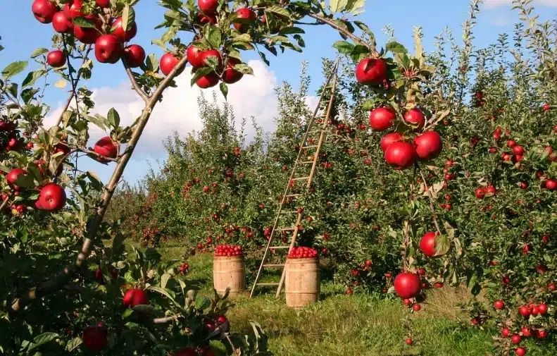 Immagine in evidenza del post: Nuove misure per rafforzare le Imprese agricole, della pesca e di interesse strategico