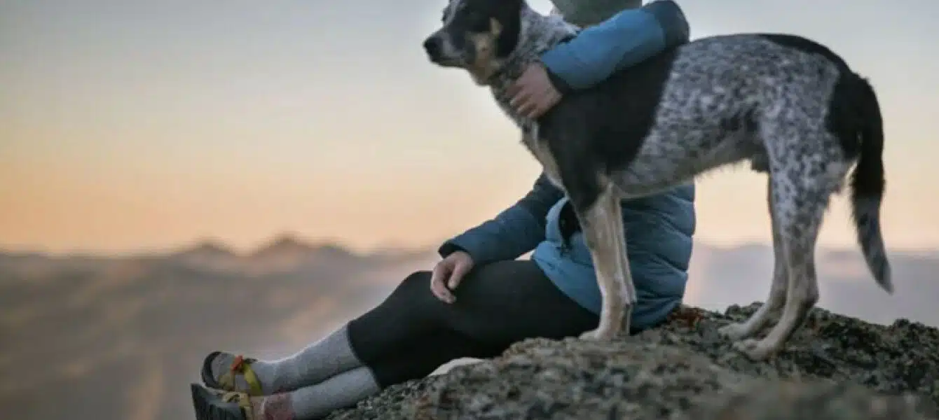 Immagine in evidenza del post: Viaggiare con gli animali domestici: consigli per il loro trasporto