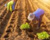 Post successivo: Accordo Agea-Inps per contrastare il caporalato nell’agricoltura italiana